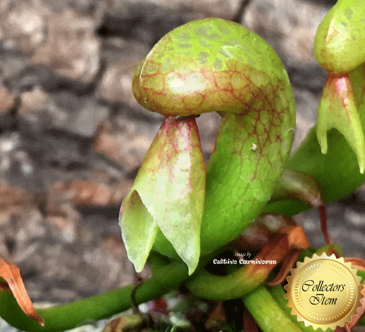 COBRA PLANT:  Darlingtonia Californica loc Lone Mountain Road for sale | Buy carnivorous plants and seeds online @ South Africa's leading online plant nursery, Cultivo Carnivores