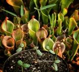 GROW your own Dancing plants: The COMPLETE seed starter pack for sale | Buy carnivorous plants and seeds online @ South Africa's leading online plant nursery, Cultivo Carnivores