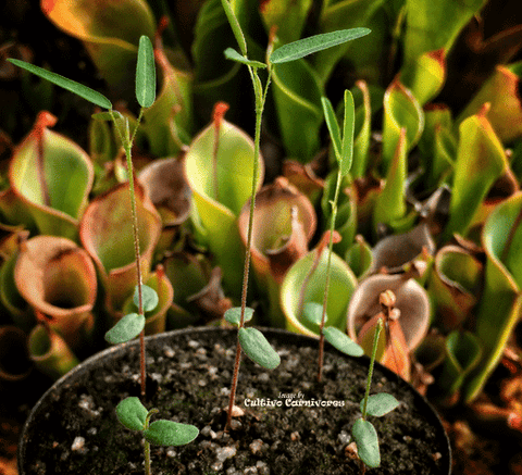 SEEDS: Non-Carnivorous > The Dancing Plant (Telegraph Plant) for sale | Buy carnivorous plants and seeds online @ South Africa's leading online plant nursery, Cultivo Carnivores