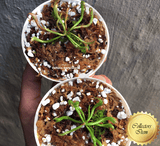Darlingtonia Californica loc Gasquet, California seed grown * Cobra pitcher plant for sale @ Cultivo Carnivores South Africa