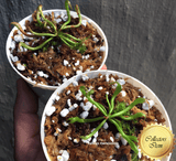 Darlingtonia Californica loc Gasquet, California seed grown * Cobra pitcher plant for sale @ Cultivo Carnivores South Africa