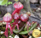 COBRA PLANT:  Darlingtonia Californica loc Eight Dollar Mountain for sale | Buy carnivorous plants and seeds online @ South Africa's leading online plant nursery, Cultivo Carnivores