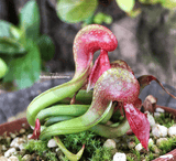 COBRA PLANT:  Darlingtonia Californica loc Eight Dollar Mountain for sale | Buy carnivorous plants and seeds online @ South Africa's leading online plant nursery, Cultivo Carnivores