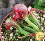 COBRA PLANT:  Darlingtonia Californica loc Eight Dollar Mountain for sale | Buy carnivorous plants and seeds online @ South Africa's leading online plant nursery, Cultivo Carnivores