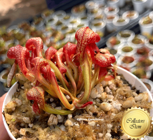 COBRA PLANT: Darlingtonia Californica, Typical form for sale | Buy carnivorous plants and seeds online @ South Africa's leading online plant nursery, Cultivo Carnivores