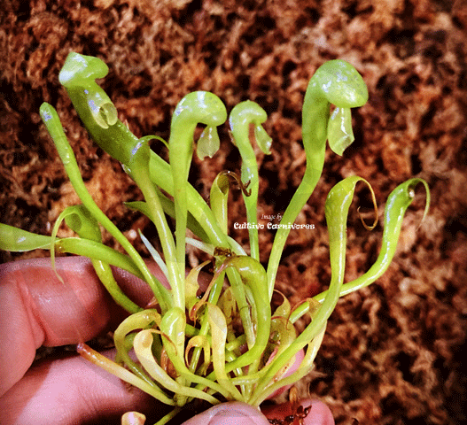 Darlingtonia Californica * Cobra pitcher plant * Carnivorous plants for sale @ Cultivo Carnivores South Africa