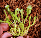 Darlingtonia Californica * Cobra pitcher plant * Carnivorous plants for sale @ Cultivo Carnivores South Africa