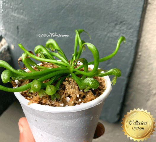 Darlingtonia Californica Othello • All green J. Harris clone • Ultra rare Cobra Pitcher plant