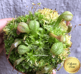RARE! COLLECTORS ITEM:  Darlingtonia Californica f. red alpine loc Del Norte Co, California, USA * Seedgrown