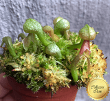 RARE! COLLECTORS ITEM:  Darlingtonia Californica f. red alpine loc Del Norte Co, California, USA * Seedgrown