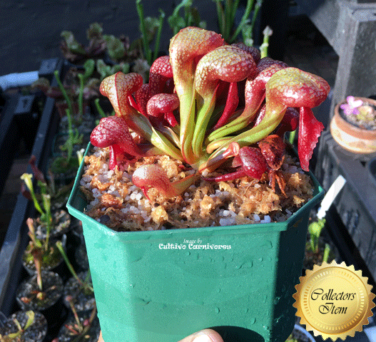 Darlingtonia Californica (Typical form) • XXL Seed grown OW#19 • Rare Cobra Pitcher plant