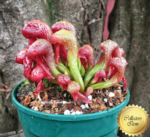 Darlingtonia Californica (Typical form) • XXL Seed grown CC#14 • Rare Cobra Pitcher plant