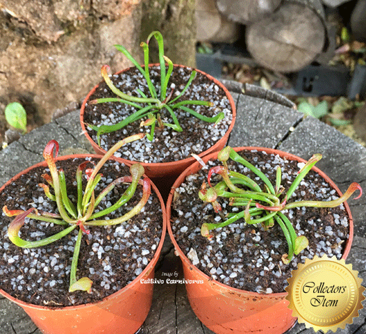 Darlingtonia Californica (Typical form) • Seed grown AV#132 • Limited Stock