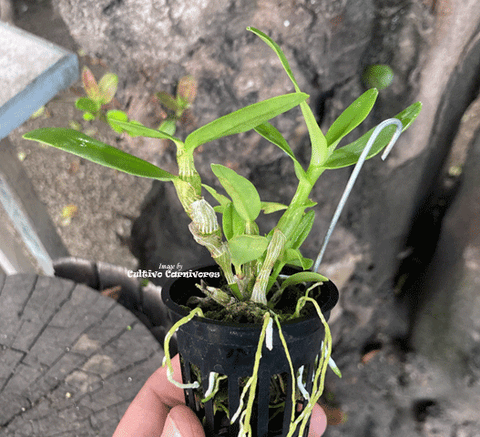MINI ORCHIDS FOR TERRARIUMS:  Dendrobium Angel Baby
