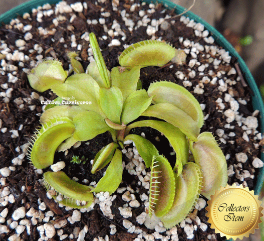Plants for sale: VENUS FLYTRAP cv ALIEN @ www.cultivocarnivores.com ...