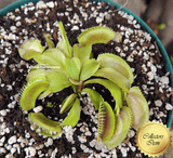 COLLECTORS ITEM 🌟 Venus Flytrap ALIEN > Exact plant pictured