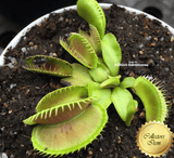 COLLECTORS ITEM 🌟 Venus Flytrap ALIEN > Exact plant pictured
