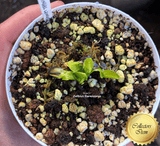 COLLECTORS ITEM 🌟 Venus Flytrap ANGEL WINGS > Exact plant pictured