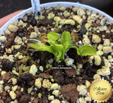 COLLECTORS ITEM 🌟 Venus Flytrap ANGEL WINGS > Exact plant pictured
