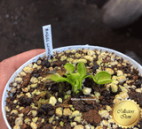 VENUS FLYTRAP: Angel Wings for sale | Buy carnivorous plants and seeds online @ South Africa's leading online plant nursery, Cultivo Carnivores