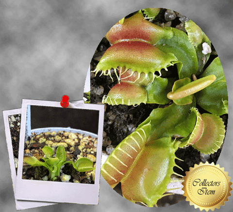 VENUS FLYTRAP: Angel Wings for sale | Buy carnivorous plants and seeds online @ South Africa's leading online plant nursery, Cultivo Carnivores