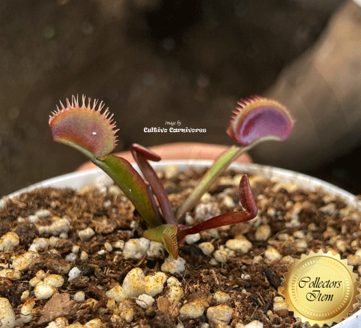 Buy VENUS FLY TRAPS online: Dionaea Muscipula AKAI RYU F9 BCP – Cultivo ...