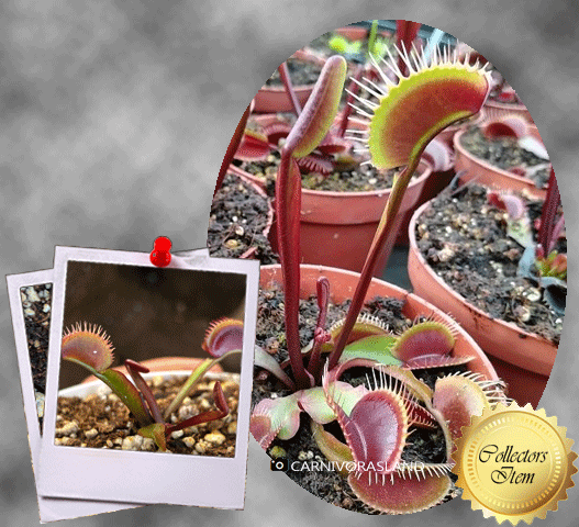 Buy VENUS FLY TRAPS online: Dionaea Muscipula AKAI RYU F9 BCP – Cultivo ...