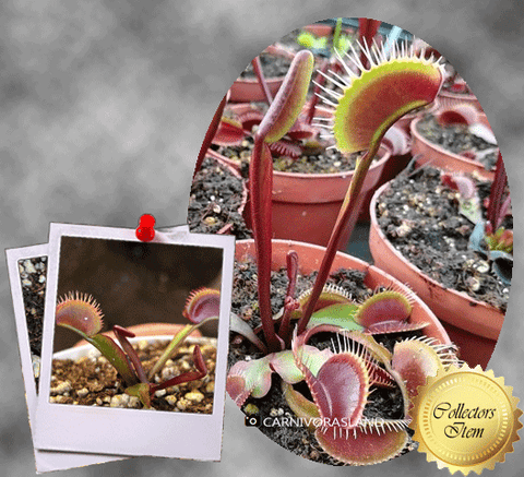 COLLECTORS ITEM 🌟 Venus Flytrap BCP AKAI RYU F9 💎 Exact plant pictured! 📏 MED winterbulb (5-8cm in summer)