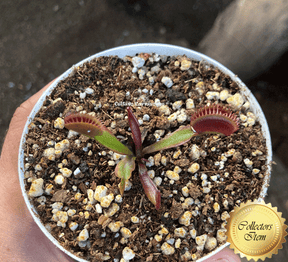 Buy VENUS FLY TRAPS online: Dionaea Muscipula AKAI RYU F9 BCP – Cultivo ...