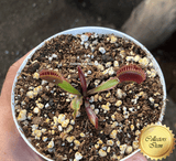 COLLECTORS ITEM 🌟 Venus Flytrap BCP AKAI RYU F9 💎 Exact plant pictured! 📏 MED winterbulb (5-8cm in summer)