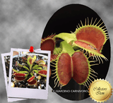 COLLECTORS ITEM 🌟 Venus Flytrap B52 CANADA 💎 Exact plant pictured! 📏 MED winterbulb (5-8cm in summer)