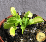 Venus flytrap B52 Canada ex Diflora * Buy online * South Africa