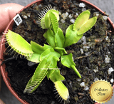 Venus flytrap B52 Canada ex Diflora * Buy online * South Africa
