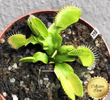 Venus flytrap B52 Canada ex Diflora * Buy online * South Africa