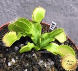 Venus flytrap B52 Canada ex Diflora * Buy online * South Africa