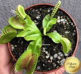 COLLECTORS ITEM 🌟 Venus Flytrap cv B52 💎 Exact plant pictured! 📏 XL winterbulb (10-15cm in summer)