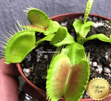 COLLECTORS ITEM 🌟 Venus Flytrap cv B52 💎 Exact plant pictured! 📏 XL winterbulb (10-15cm in summer)