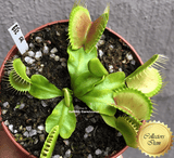 COLLECTORS ITEM 🌟 Venus Flytrap cv B52 💎 Exact plant pictured! 📏 XL winterbulb (10-15cm in summer)