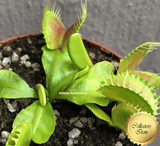 COLLECTORS ITEM 🌟 Venus Flytrap cv B52 💎 Exact plant pictured! 📏 XL winterbulb (10-15cm in summer)