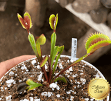 COLLECTORS ITEM 🌟 Venus Flytrap BCP AKAI RYU F12 💎 Exact plant pictured! 📏 LRG winterbulb (8-10cm in summer)