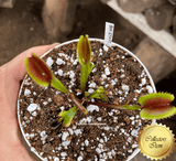 COLLECTORS ITEM 🌟 Venus Flytrap BCP AKAI RYU F12 💎 Exact plant pictured! 📏 LRG winterbulb (8-10cm in summer)