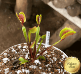 COLLECTORS ITEM 🌟 Venus Flytrap BCP AKAI RYU F12 💎 Exact plant pictured! 📏 LRG winterbulb (8-10cm in summer)