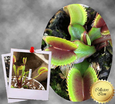 COLLECTORS ITEM 🌟 Venus Flytrap BCP AKAI RYU F12 💎 Exact plant pictured! 📏 LRG winterbulb (8-10cm in summer)