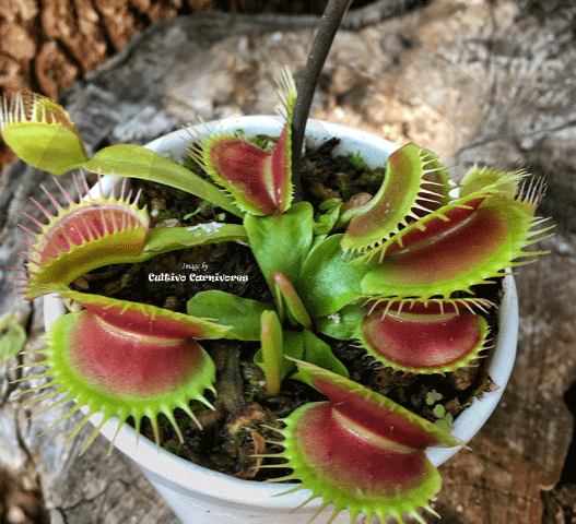 VENUS FLYTRAP:  Big Teeth Red Giant for sale | Buy carnivorous plants and seeds online @ South Africa's leading online plant nursery, Cultivo Carnivores