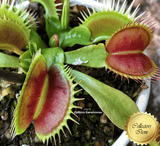 VENUS FLYTRAP:  Big Teeth Red Giant for sale | Buy carnivorous plants and seeds online @ South Africa's leading online plant nursery, Cultivo Carnivores
