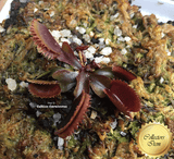 COLLECTORS ITEM 🌟 Venus Flytrap BOHEMIAN GARNET 💎 Exact plant pictured! 📏 Flowering size with 1st spring traps