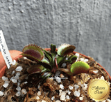 VENUS FLYTRAP: Bohemian Garnet for sale | Buy carnivorous plants and seeds online @ South Africa's leading online plant nursery, Cultivo Carnivores