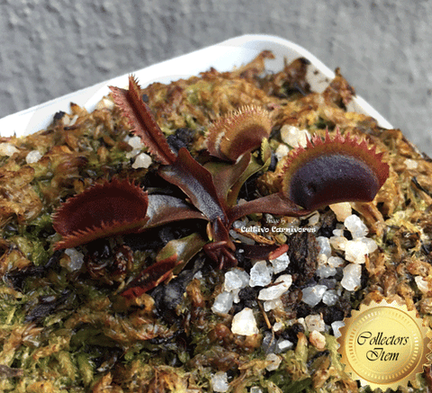 COLLECTORS ITEM 🌟 Venus Flytrap BOHEMIAN GARNET 💎 Exact plant pictured! 📏 Flowering size with 1st spring traps
