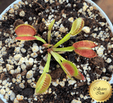 COLLECTORS ITEM 🌟 Venus Flytrap BOOMAN's MUTANT 💎 Exact plant pictured! 📏 MED winterbulb (5-8cm in summer)