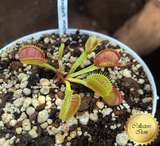 COLLECTORS ITEM 🌟 Venus Flytrap BOOMAN's MUTANT 💎 Exact plant pictured! 📏 MED winterbulb (5-8cm in summer)